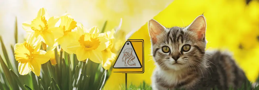 daffodil plant toxicity warning