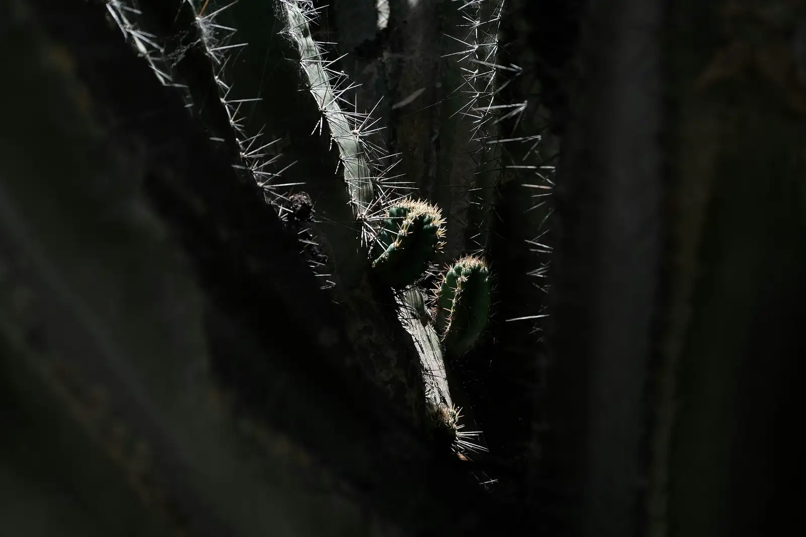 cactus spines close-up