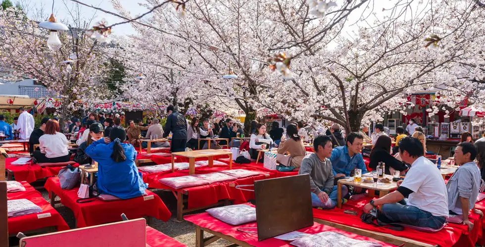 japanese hanami cherry blossom festival