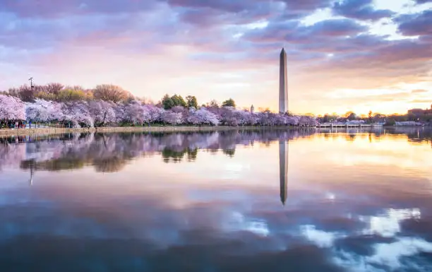washington dc cherry blossoms