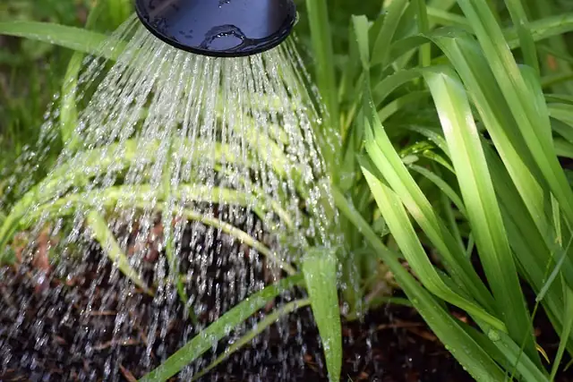 watering sedum plant