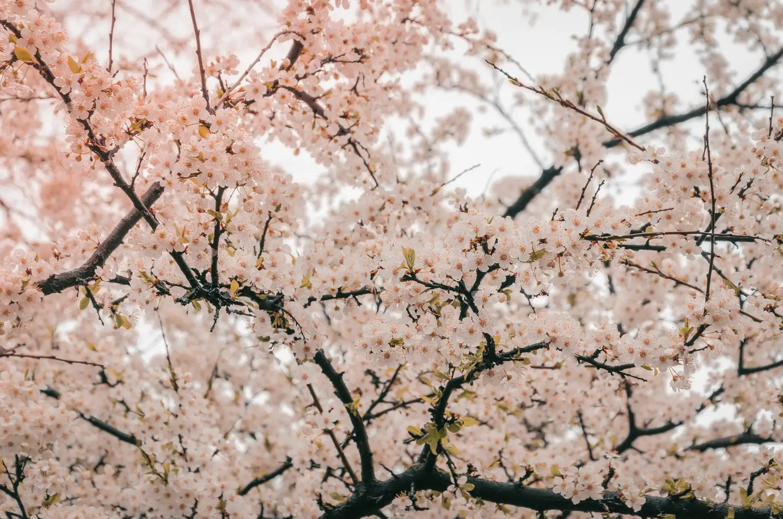 樱花趣闻：花瓣为何层层叠叠如绒球？