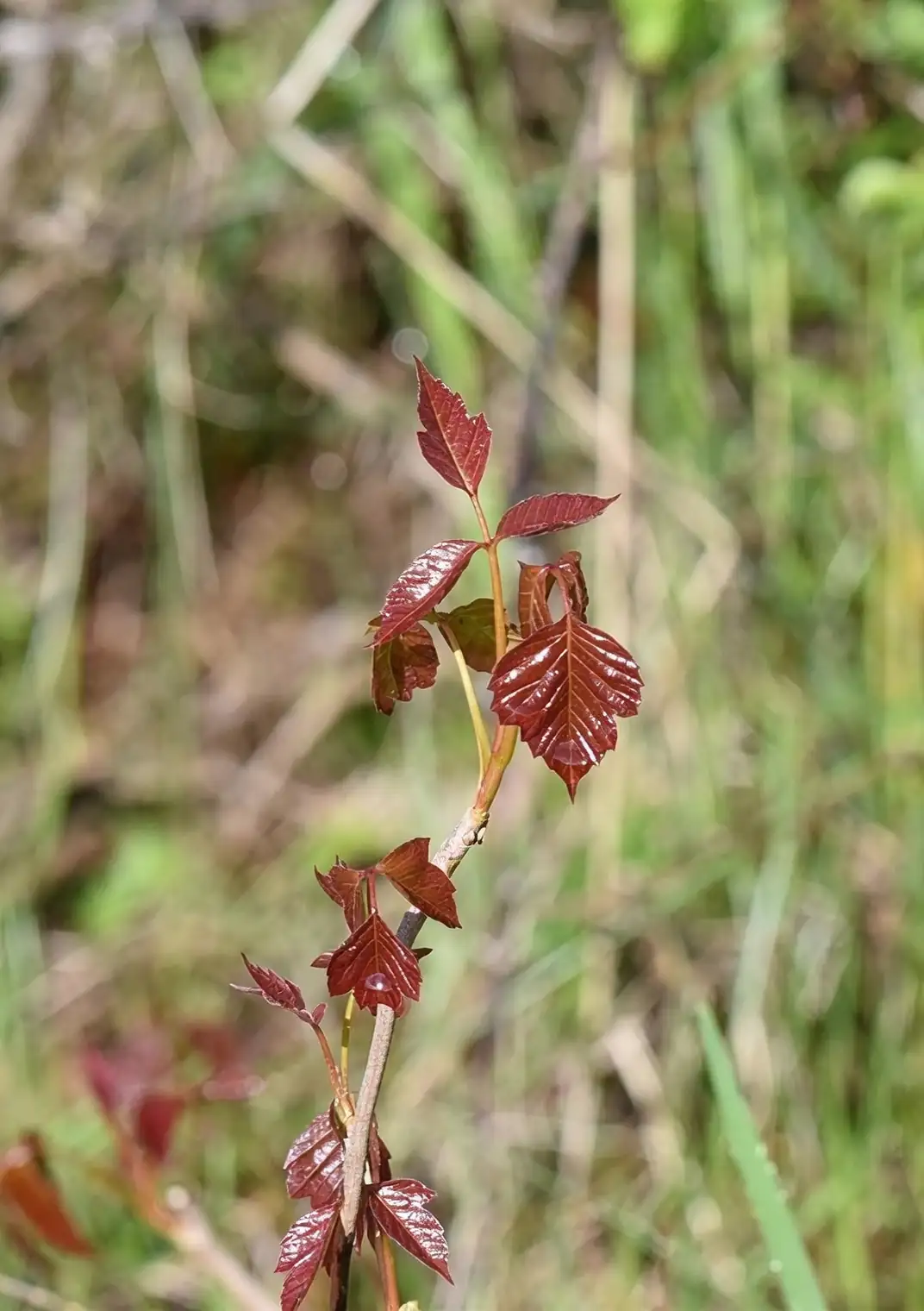 poison ivy leaves close-up