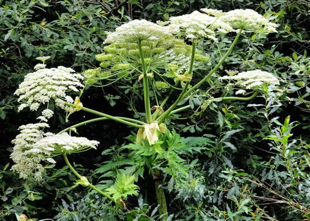giant hogweed plant in field