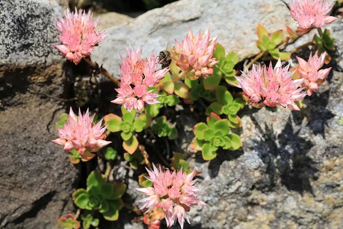 sedum plant in rocky area