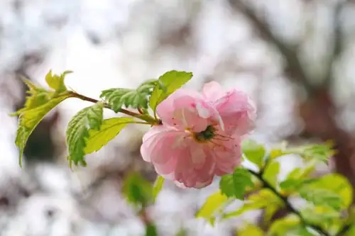 double-flowered cherry blossom close-up