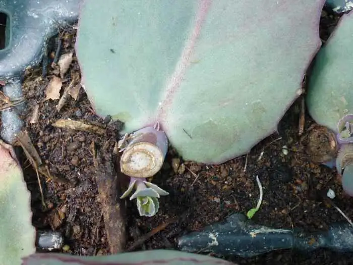 sedum propagation methods
