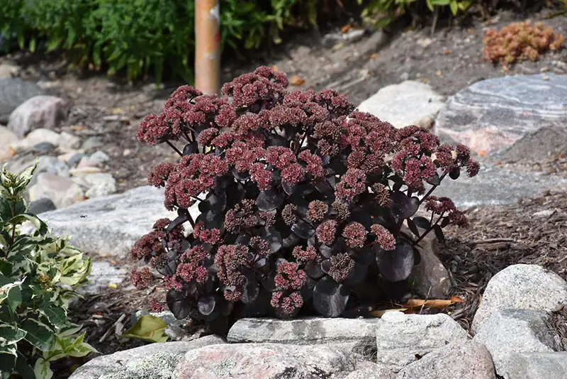 sedum night photosynthesis