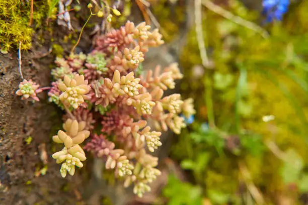 sedum growing rock crevice