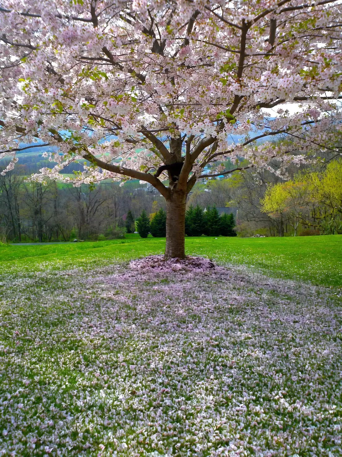 cherry blossom park landscape
