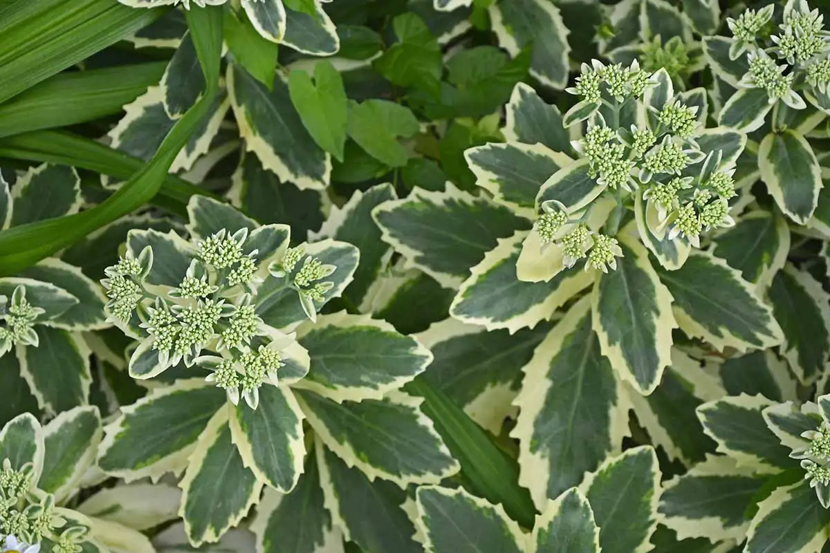 sedum plant close-up leaves