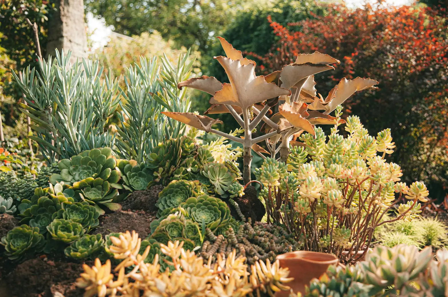sedum rooftop garden