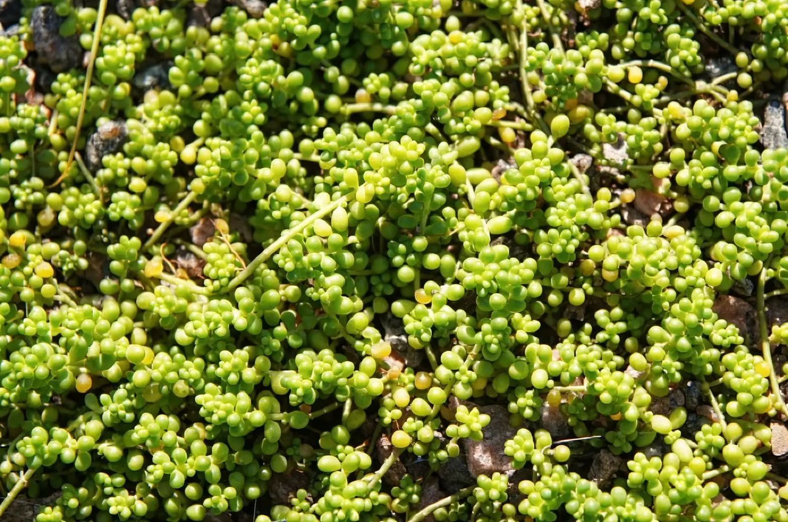 sedum propagation leaf