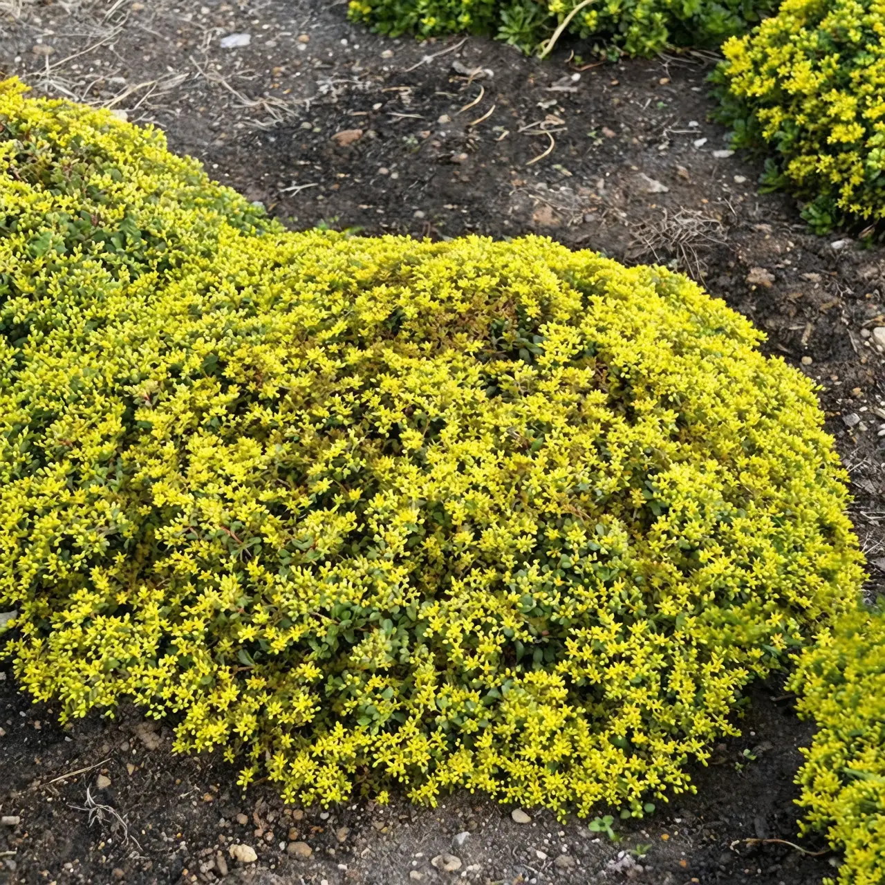 sedum ecological benefits