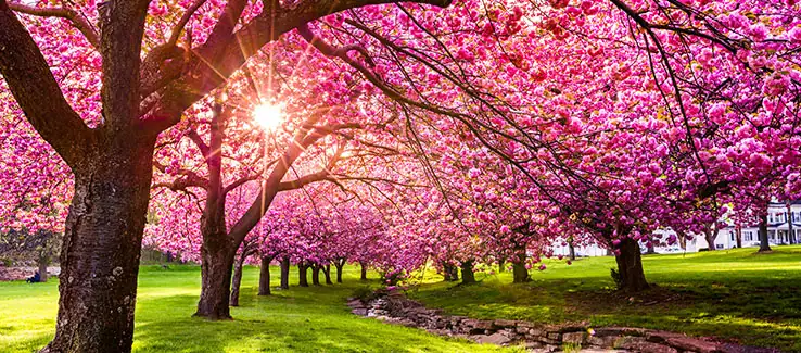 caring for cherry blossom tree