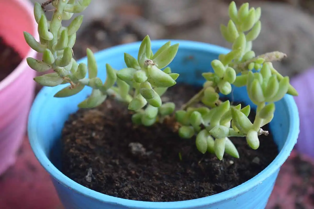sedum leaf propagation close-up
