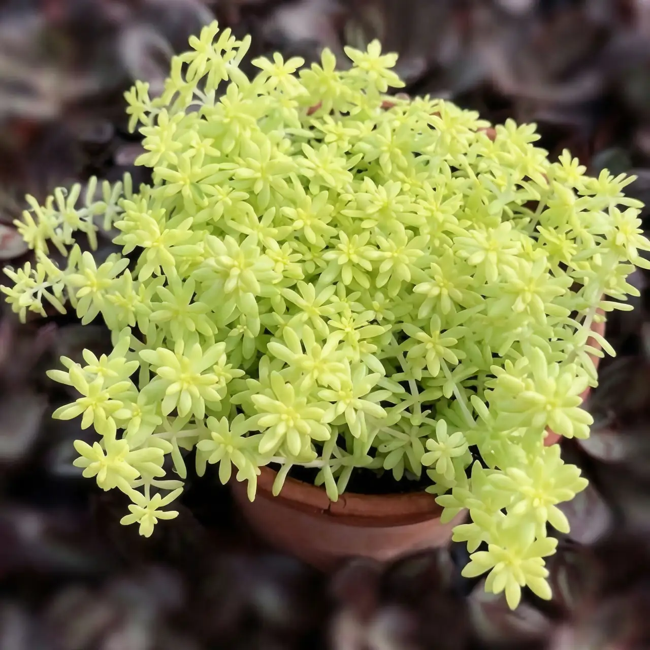 sedum plants on sunny windowsill