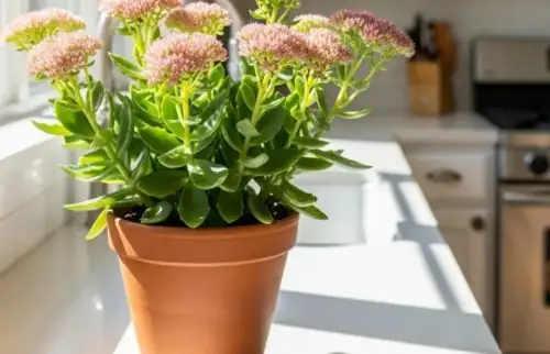sedum near sunny window