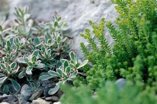 sedum in well-drained soil