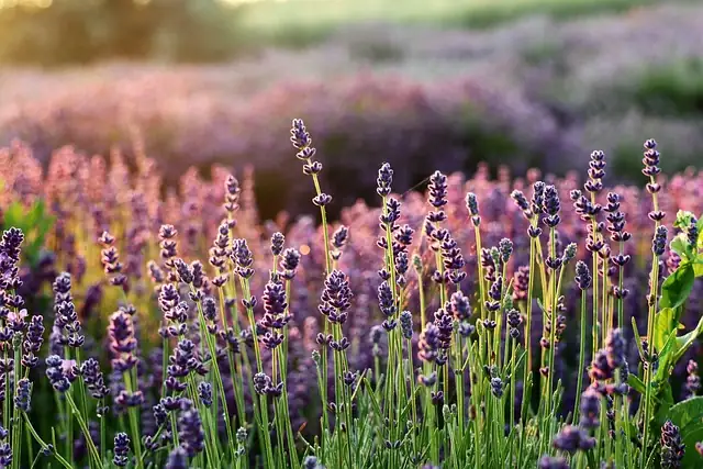 lavender garden sensory experience