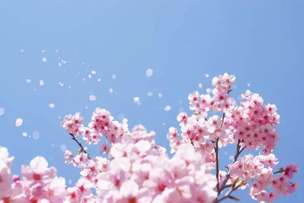 cherry blossoms falling petals