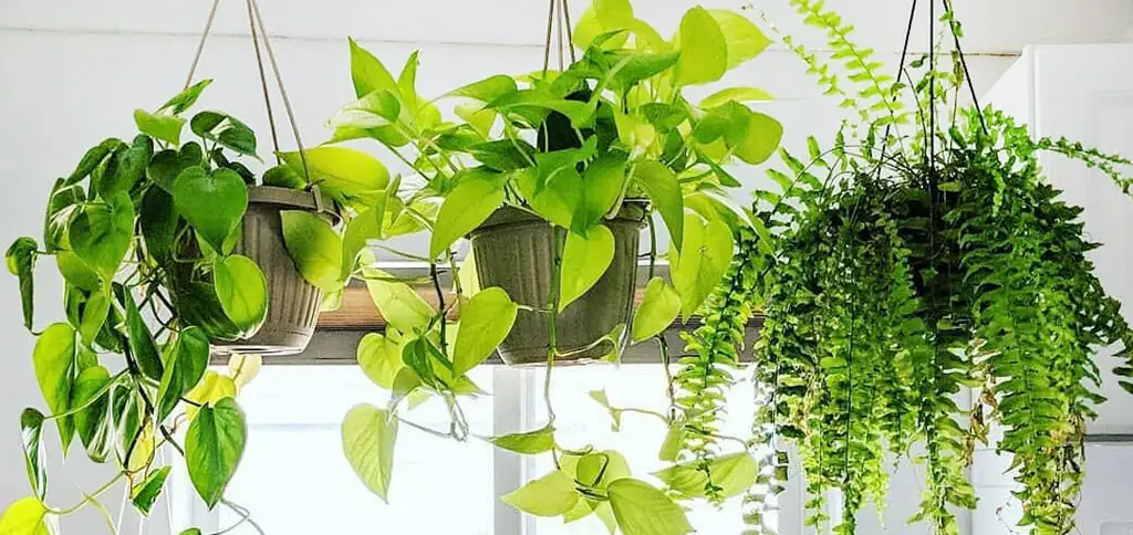 hanging plants in living room