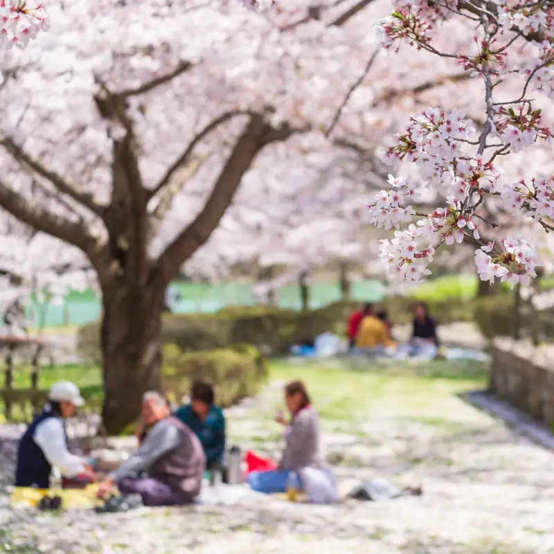 hanami under cherry trees