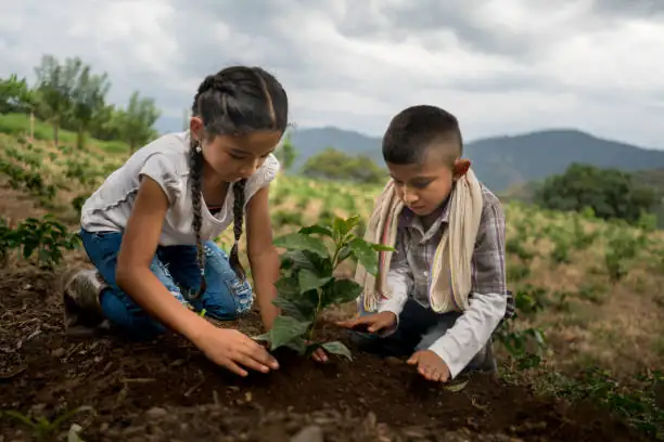children planting hawthorn seeds