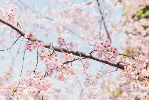 cherry blossom grafting process