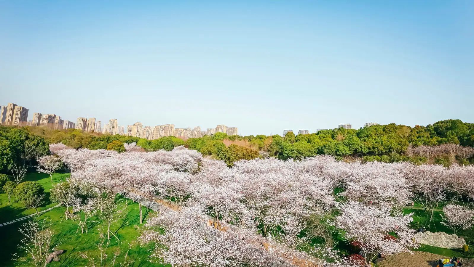 樱花的最佳伴侣植物：打造无与伦比的花园组合
