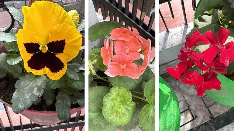 阳台上的花海：如何让矮牵牛成为“开花机器”