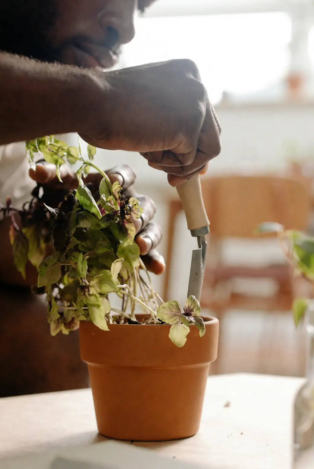 pruning petunia plant