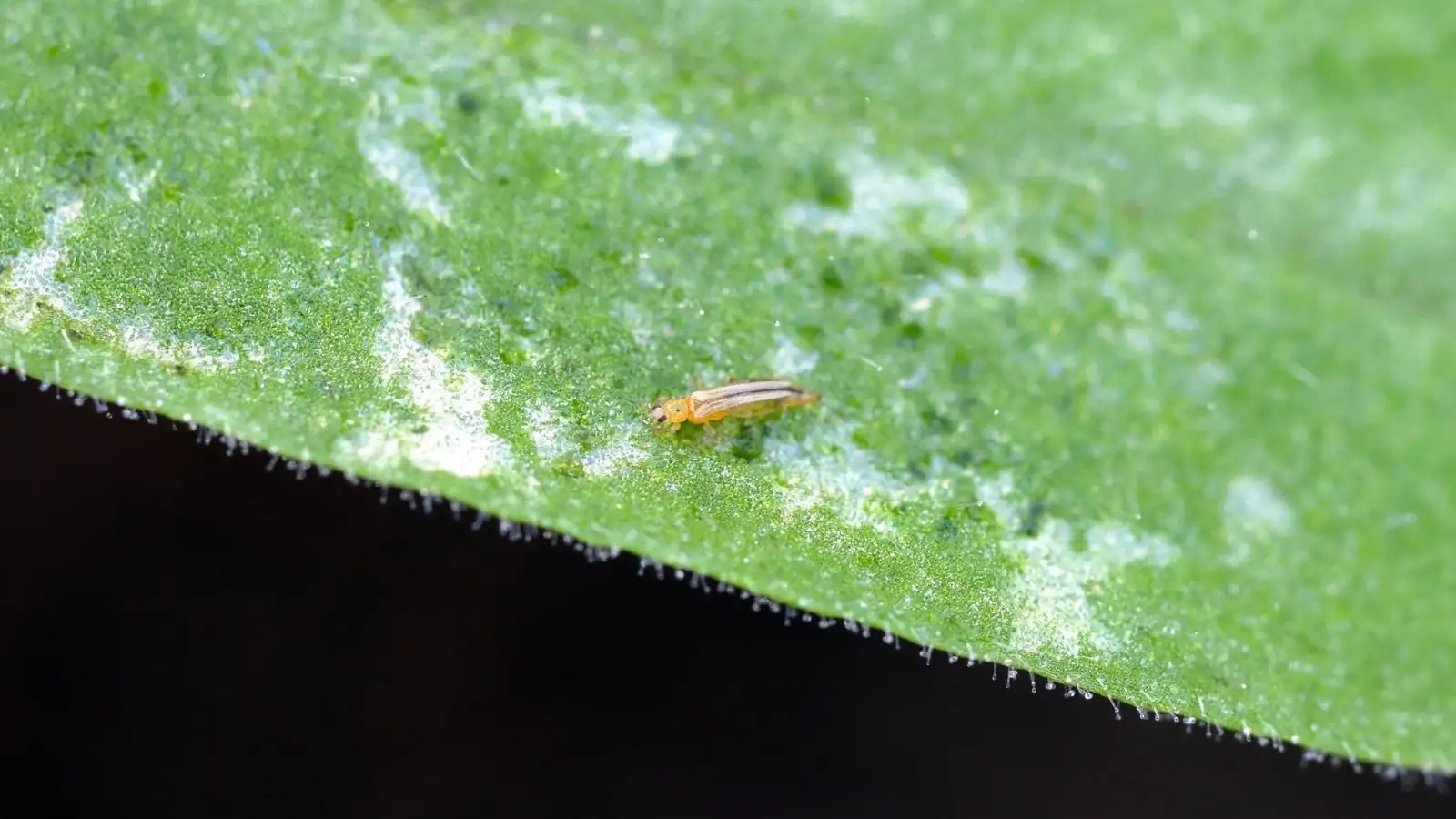 petunia leaf disease close-up