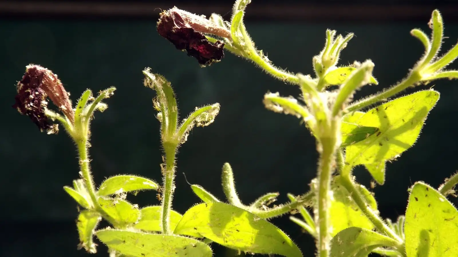 aphids on petunia leaves