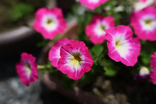petunia in sunny balcony