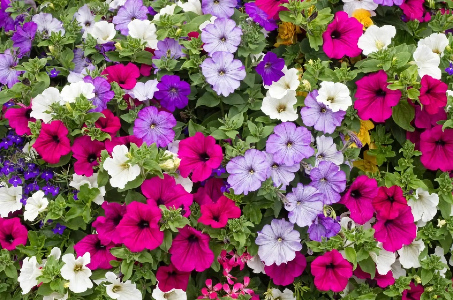 colorful petunias in garden