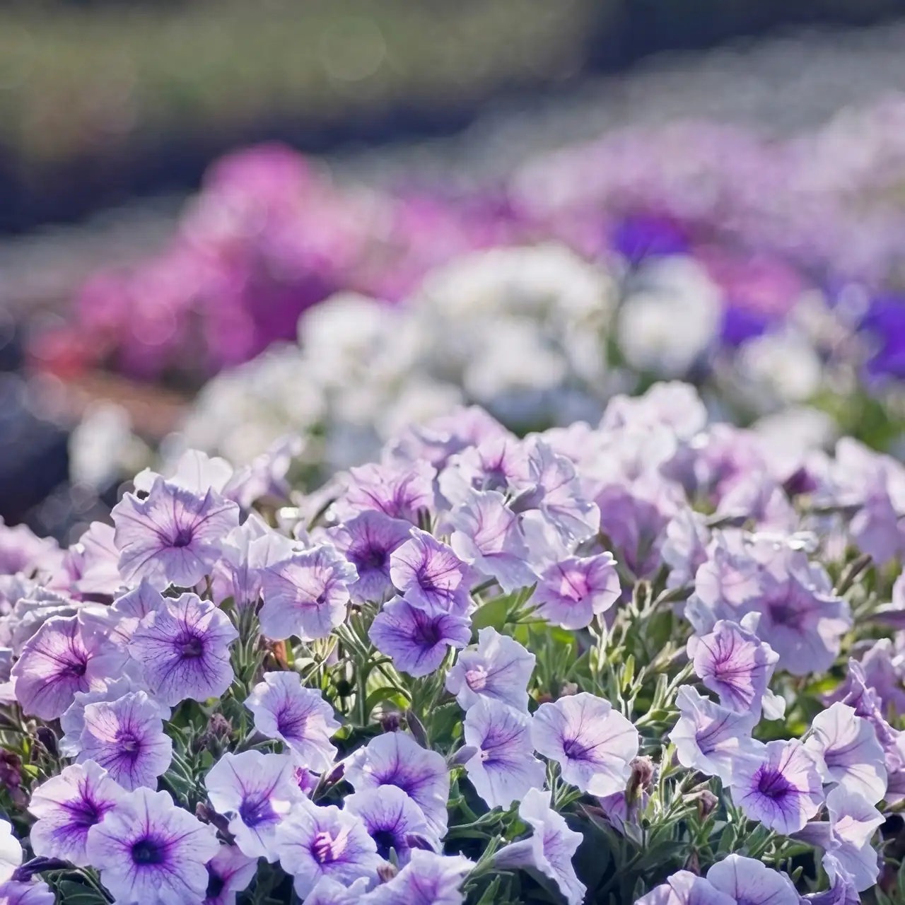 white and purple petunias symbolism