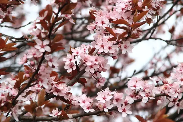 ornamental grass with cherry blossom
