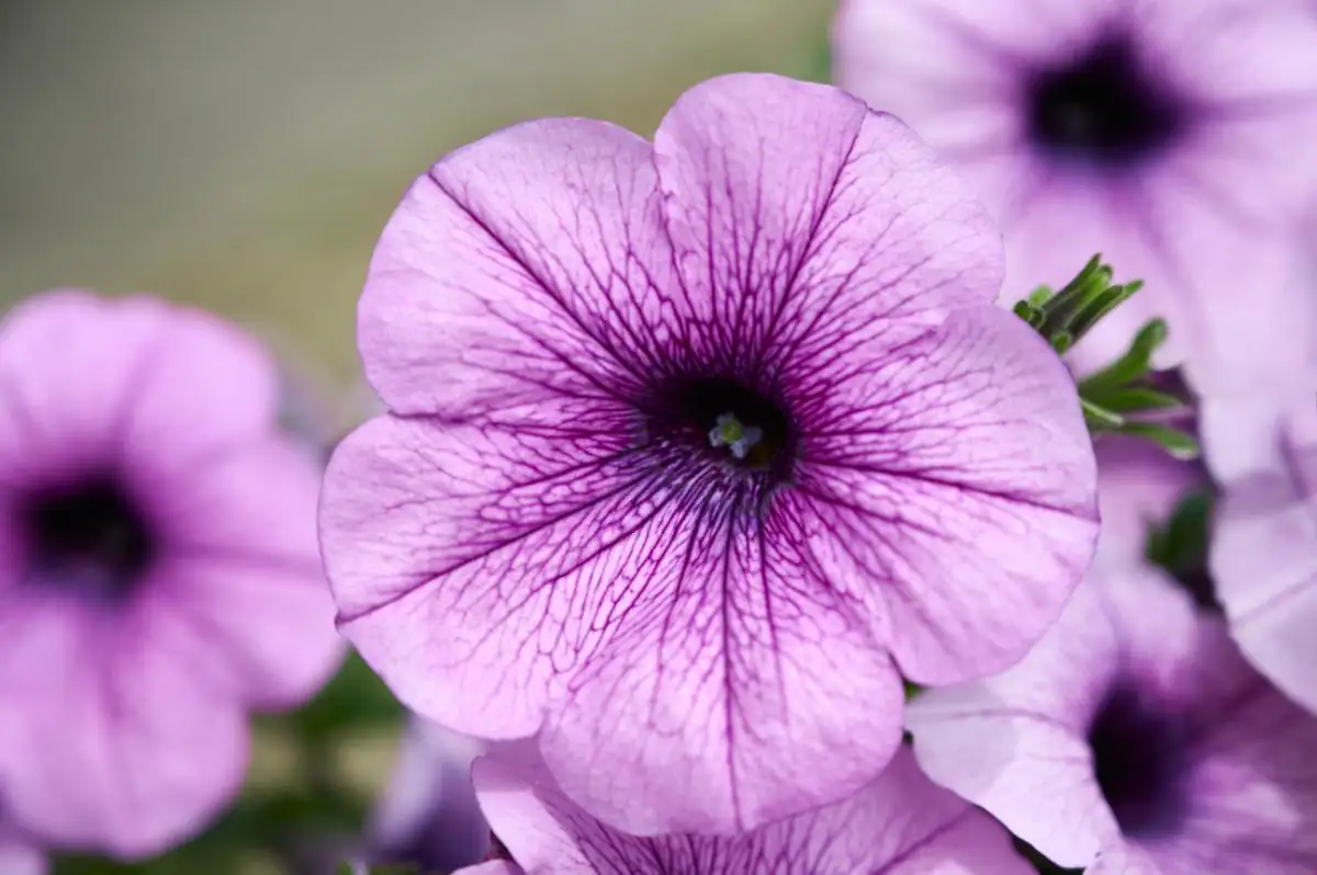 petunia planting sunlight exposure