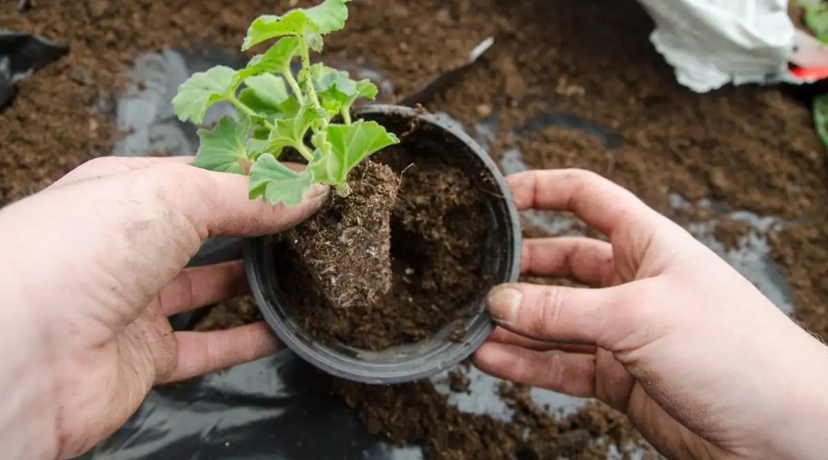 petunia seedlings transplanting process