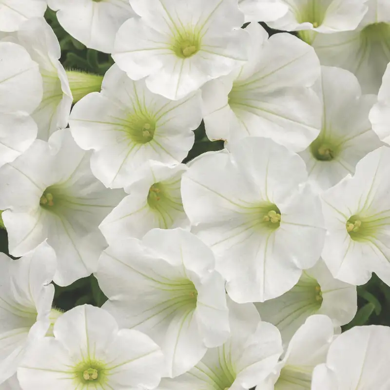 white petunia close-up