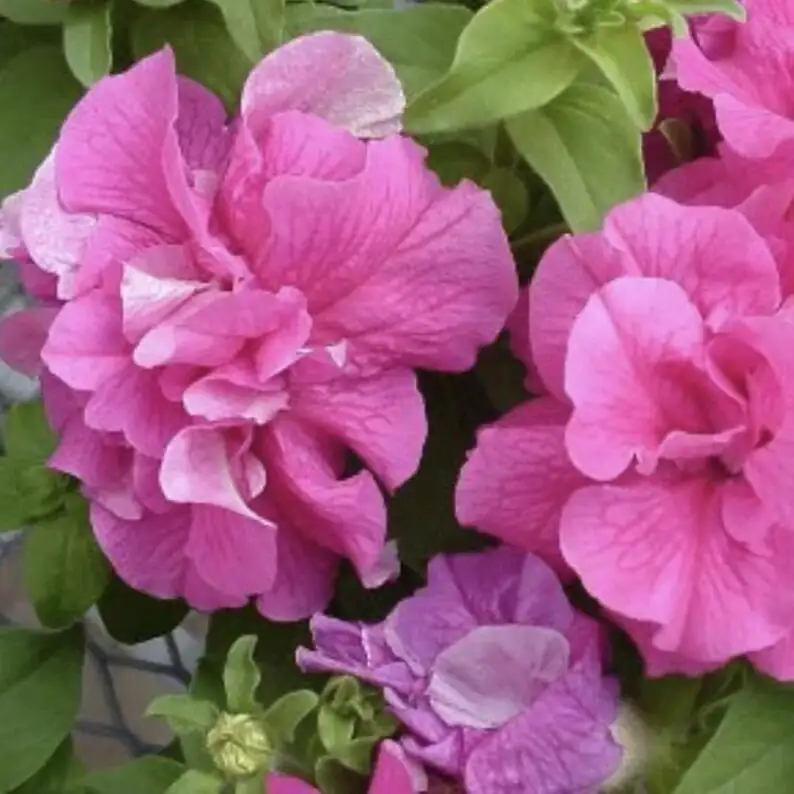 hanging petunia flower cascade