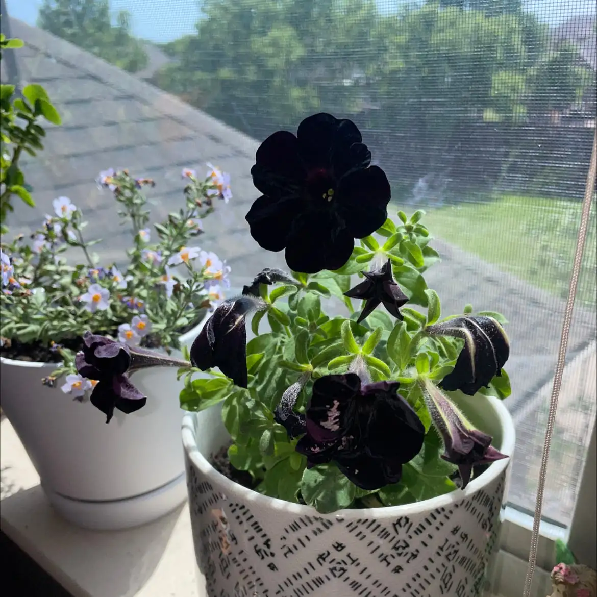 打造室内花园：矮牵牛在家居设计中的魔法