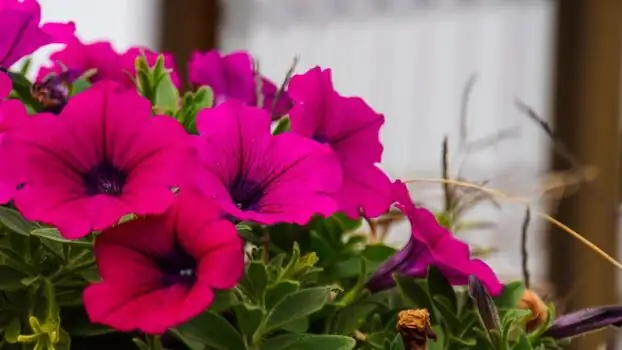 petunia colorful flowers close-up