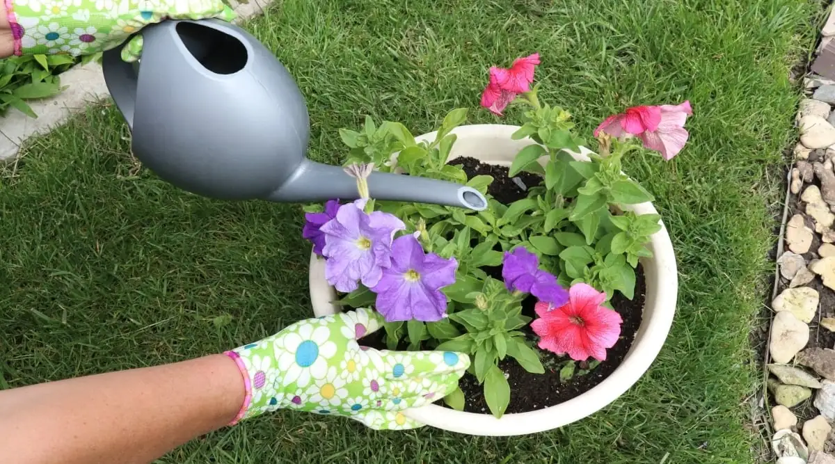 watering petunia plant