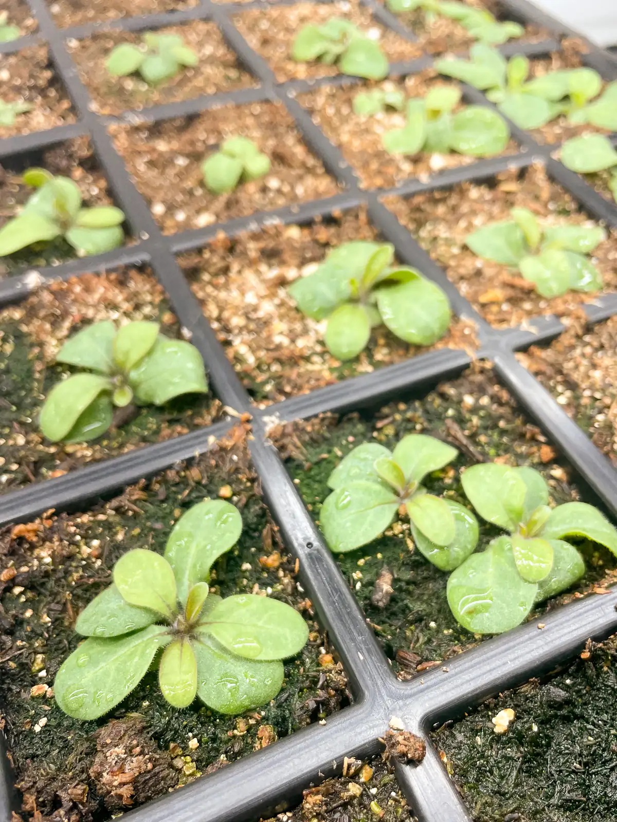 petunia seedling close-up