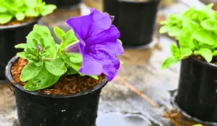 petunia cutting propagation process