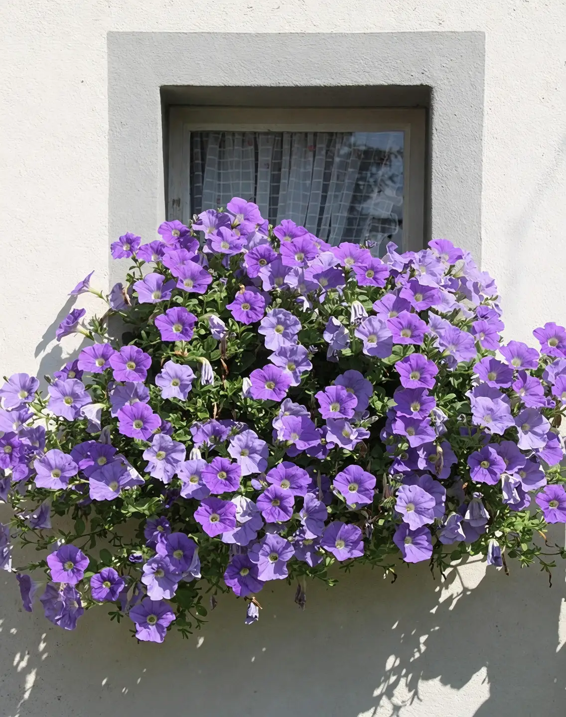 petunia plant care tips