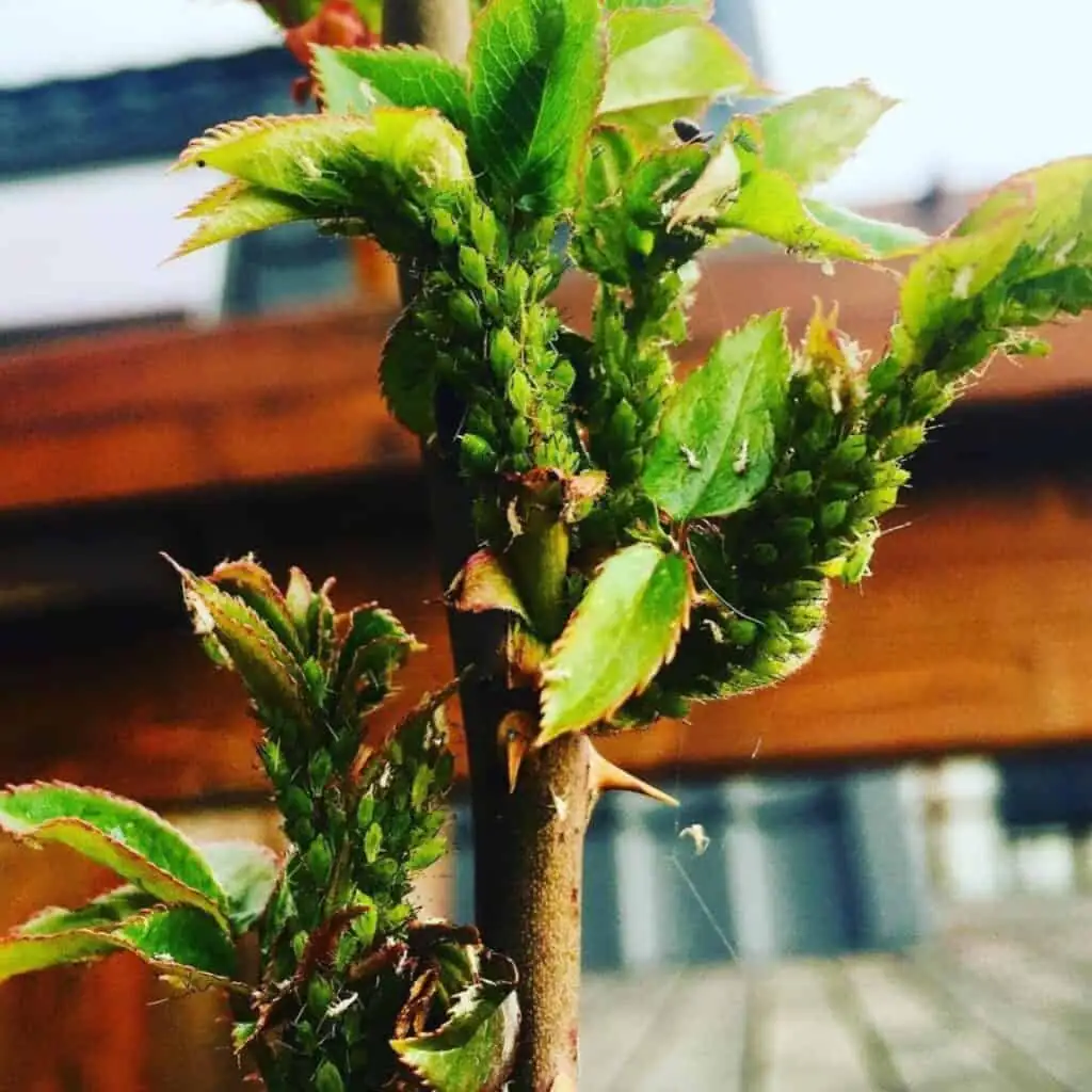 aphids on rose leaves