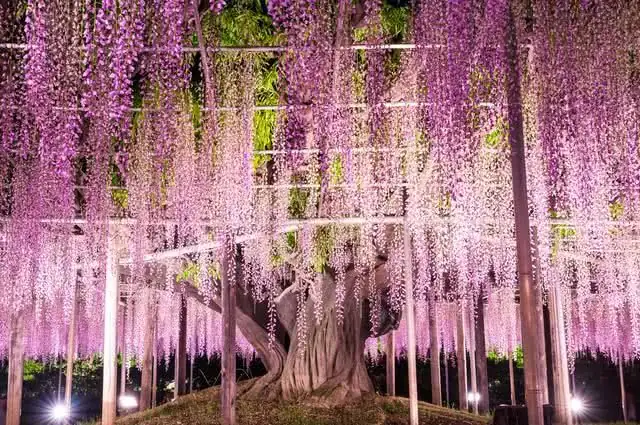 wisteria blooming after cherry blossom
